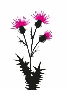 thistle silhouette 20625395_s